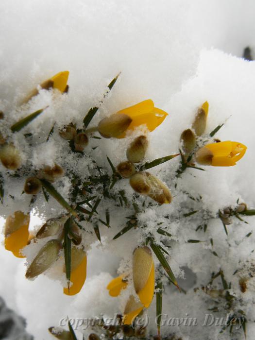 Gorse in the snow, Blackheath P1070028.JPG